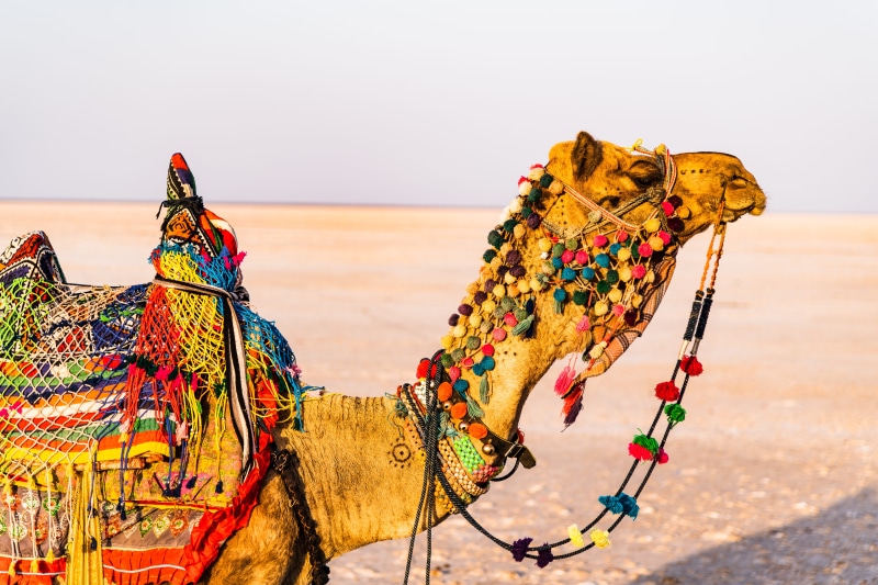 sky, domestic animals, field, road, chain, india, multi colored, land, nature, 8K, working animal, animals, daytime, domestic, animal themes, creativity
