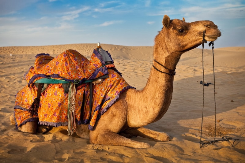 nature, animal, Hd, 720P, camel, rajasthan