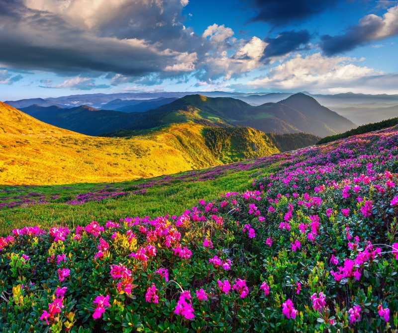 Alps, azalea, 4K, 5k, 4k, mountains, Slovenia, meadows