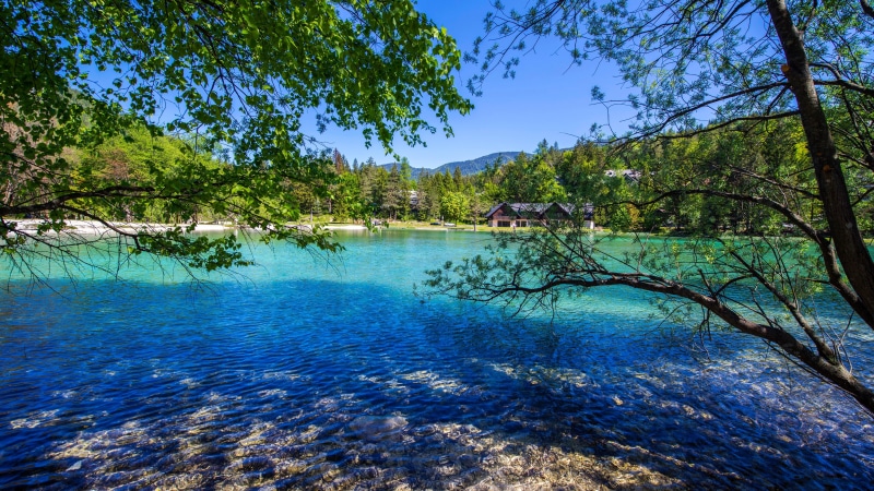 tree, 5K, water, 5k, summer, alps, summertime, nature, mountain lake, julian alps, slovenia, 5k uhd, lake, kranjska gora, sky, blue sky, europe, lake jasna