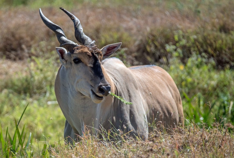 field, animal wildlife, lewa, eland, horned, david clode, land, mammal, day, domestic animals, kenya, vertebrate, focus on foreground, no people, animal head
