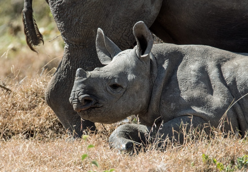 white Rhinoceros, relax, cute, grass, wildlife, african safari, rhinoceros, animals In The Wild, wildlife Reserve, large, africa, rhino, baby, safari Animals