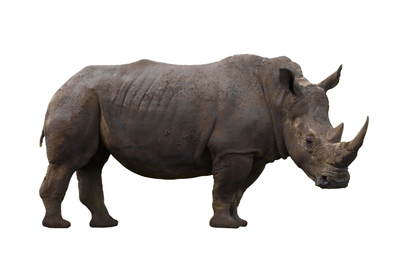 indoors, nature, copy space, vertebrate, 4K, africa, animal themes, domestic animals, dangerous, livestock, horn, side view, rhino, full length, mammal