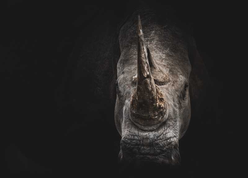 copy space, mammal, rhino, horn, extinct, dark, indoors, portrait, close-up, wild, endangered, nature, animal, no people, 4K, gray, vertebrate