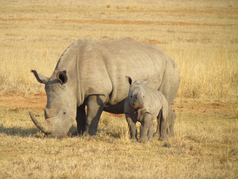 vertebrate, animal family, grass, rhinoceros, animals in the wild, land, plant, south africa, livestock, safari, field, ground, nature, wildlife, animal themes