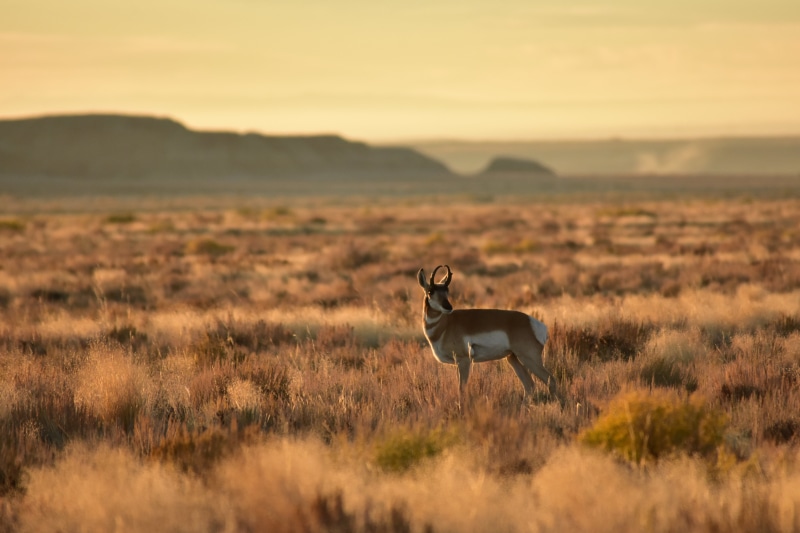 national Park, NWR, wildlife, National Wildlife Refuge System, animals In The Wild, wilderness Area, depth of field, mammal, U.S. FISH AND WILDLIFE SERVICE