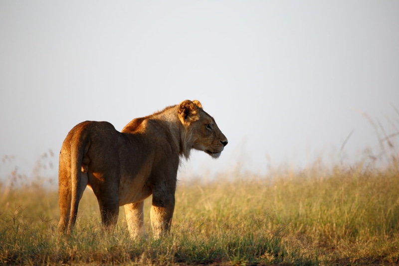 1080P, east Africa, alpha  male, savannah, black, safari, animals In The Wild, animal, creature, rhino, grass, plain, daytime, nature, Lion, lioness, big5
