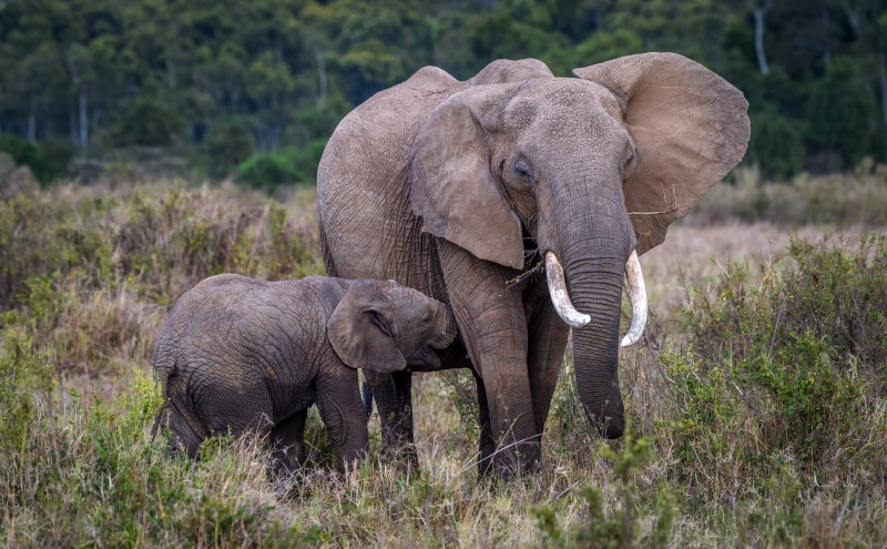 Species, wildlife, vertebrate, View, herbivorous, Nature, conservation, young animal, Elephant, tourism, 5K, habitat, mother, Adventure, Kenya, animal trunk
