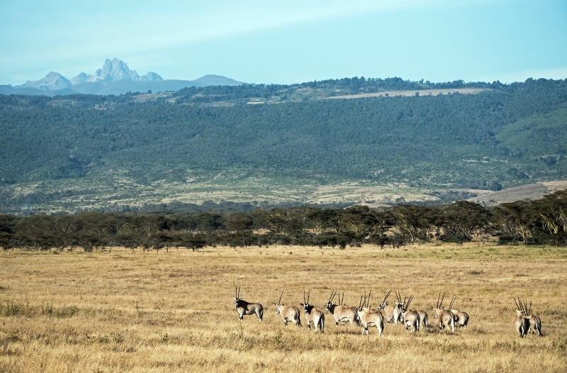 livestock, herd, kenya, nature, safari, day, landscape, plant, mountain, animal wildlife, non-urban scene, african landscape, grass, lewa, scenics - nature