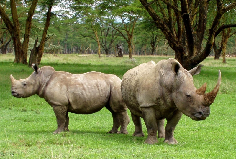 standing, vertebrate, plant, horn, herbivorous, grass, animal wildlife, wildlife, outside, plants, rhino, animal, nature, group of animals, animal family