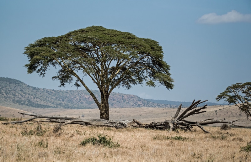 naivasha thorn, africa, tree, non-urban scene, lewa wildlife conservancy, isiolo, landscape, african landscape, day, kenya, remote, african scene, tranquil scene