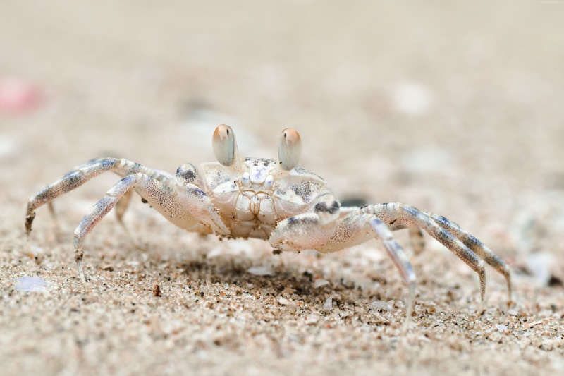 Sand bubbler crab, Khao Sam Roi Yot National Park, 5K, tourism, travel, Thailand
