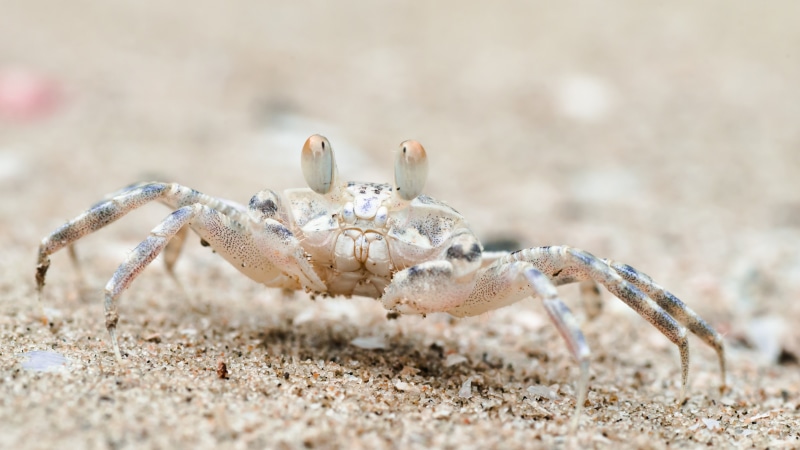 travel, tourism, 5K, Thailand, Sand bubbler crab, Khao Sam Roi Yot National Park