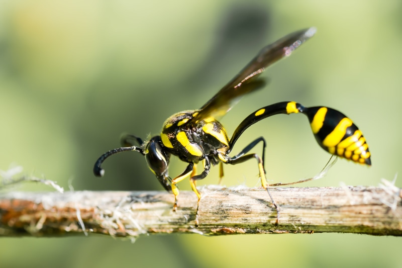 tamron, Bilgin, black Wasp, black, macro, d800, Erawan National Park, asian, thailand, makro, 5K, wasp, park, wildlife, wild, branch, macro photography