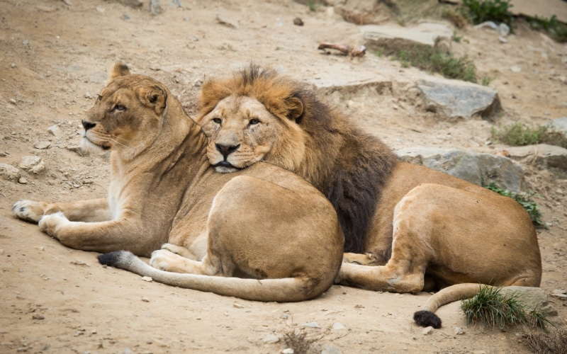 2K, lion, Cat, lioness, couple, lions, vacation