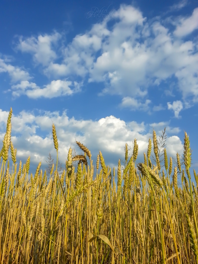 scenics - nature, summer, tranquility, sky, plant, rural scene, rice, landscape, stalk, Žilina, Slovakia, nature, field, cereal plant, outdoors, grains