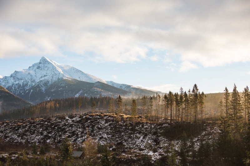 Woods, pine tree, sunrise, snowcapped mountain, mountains, forest, rocky Mountains, sky, environment, Scenery, tree, 4K, coniferous tree, day, nature