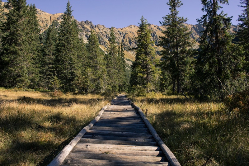 tatras, mountains, tranquil scene, green, footpath, slovakia, spruce, scenics - nature, beauty in nature, hills, vysoké tatry, day, high tatras, plant