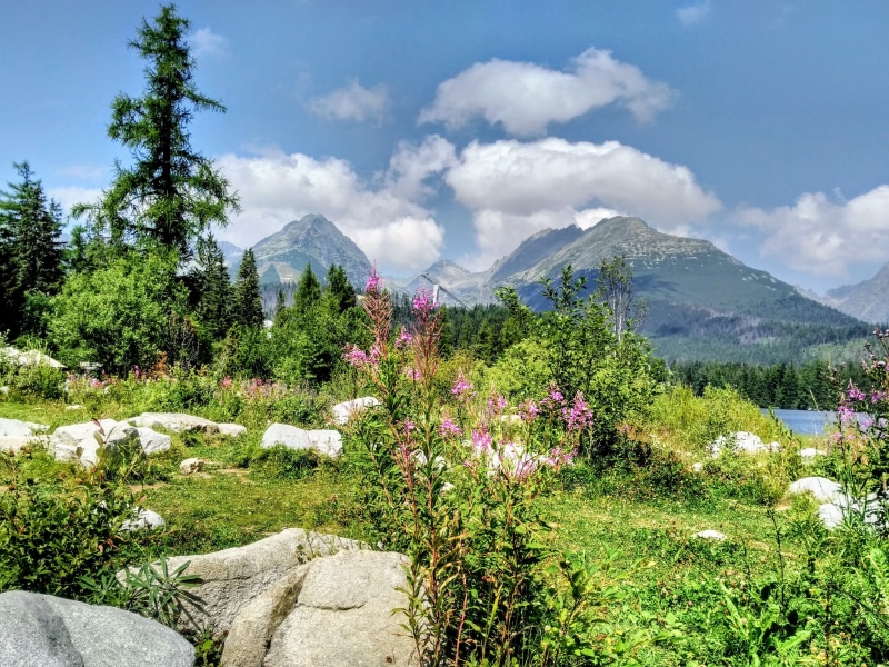 sky, mountain peak, mountains, summer, growth, landscape, outdoors, grass, environment, 4K, green color, mountain, flower, plant, tranquility, day, tree