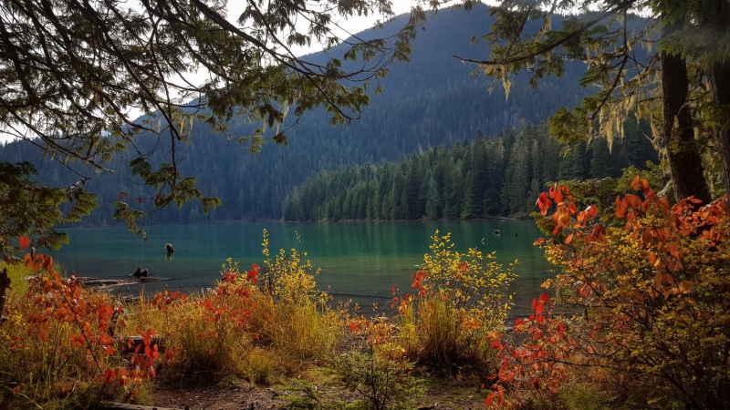 idyllic, tranquil scene, trees, lake, change, 4K, reflection, plant, day, amazing, remote, beautiful, growth, tree, non-urban scene, no people, scenics - nature