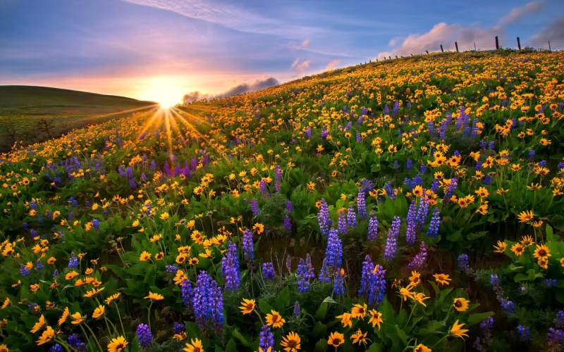 landscape, nature, blue, sunflowers, flowers, mountains, lupini, sun, sunset, rays, yellow, 2K, peaks