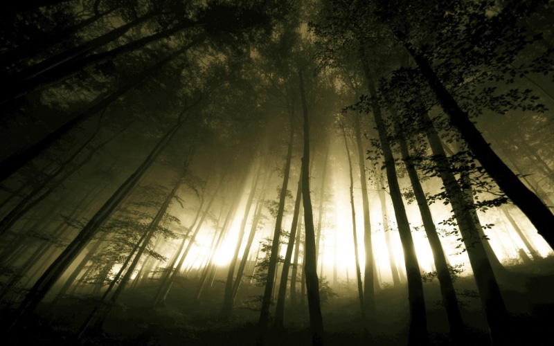 fog, trees, art, forest, 2K, nature, hd, dark, landscapes