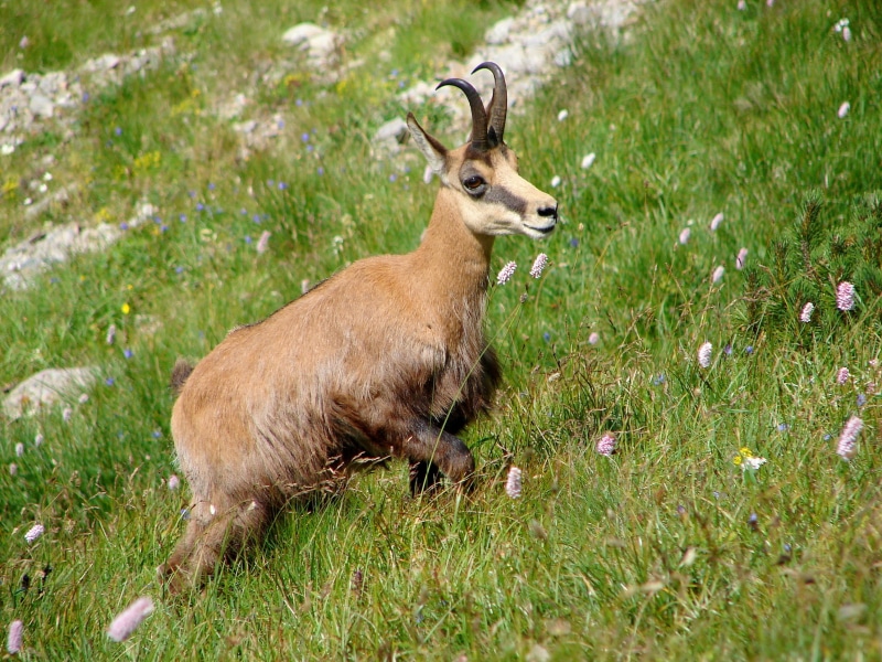 high mountains, animal wildlife, vacations, land, brown, grass, no people, animal themes, plant, horns, animals in the wild, animal world, wild, mountains