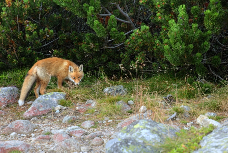 mountains, one animal, solid, outdoors, slovakia, vertebrate, rock - object, carnivore, the slovak tatras, day, domestic animals, animal wildlife, nature