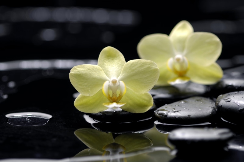 spa Treatment, beauty In Nature, backgrounds, massaging, plant part, yellow, no People, flowering plant, stone - Object, plant, orchid, reflection, 5K