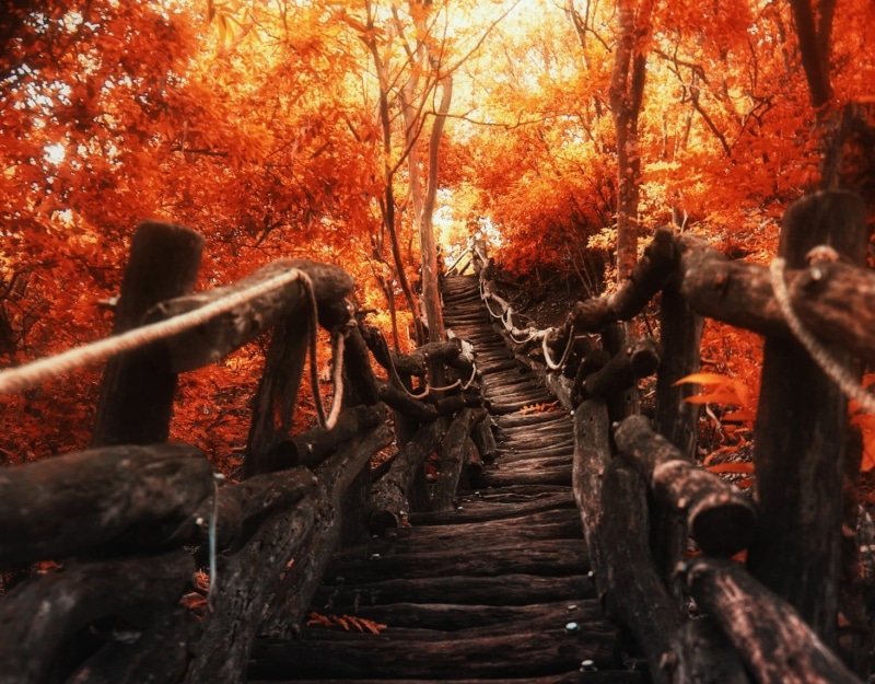 scenics, orange Color, tranquility, the way forward, no People, landscape, change, season, direction, lush Foliage, wooden, fall, trees, sunlight, park - Man Made Space