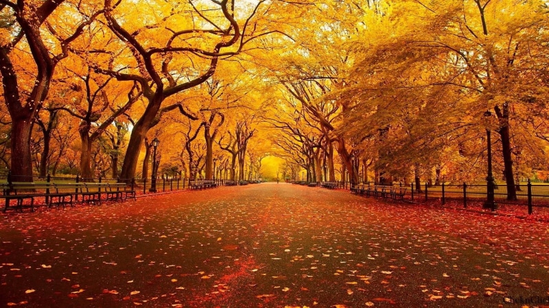 leaves, park, walkway, 1080P, autumn, trees