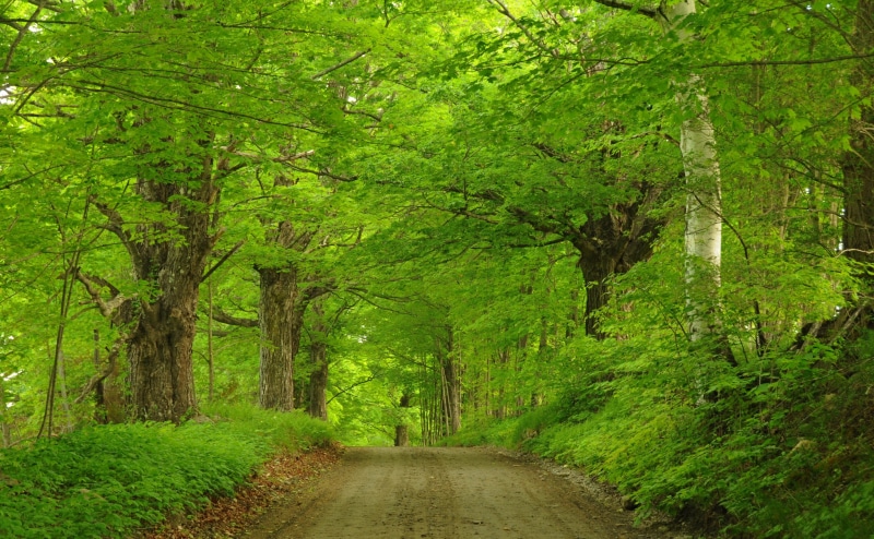 Rural, dirtroad, tree, putney, beauty in nature, the way forward, outdoors, non-urban scene, CoryHillRoad, Nature, plant, Green, no people, Outdoor, Vermont