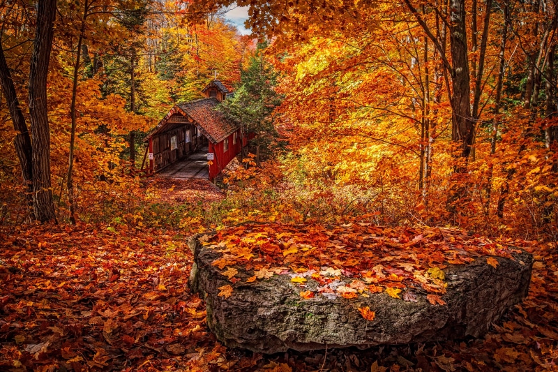park - Man Made Space, multi Colored, plant part, outdoors, non-Urban Scene, leaves, beauty In Nature, leaf, black, wood - Material, red, digital, rock