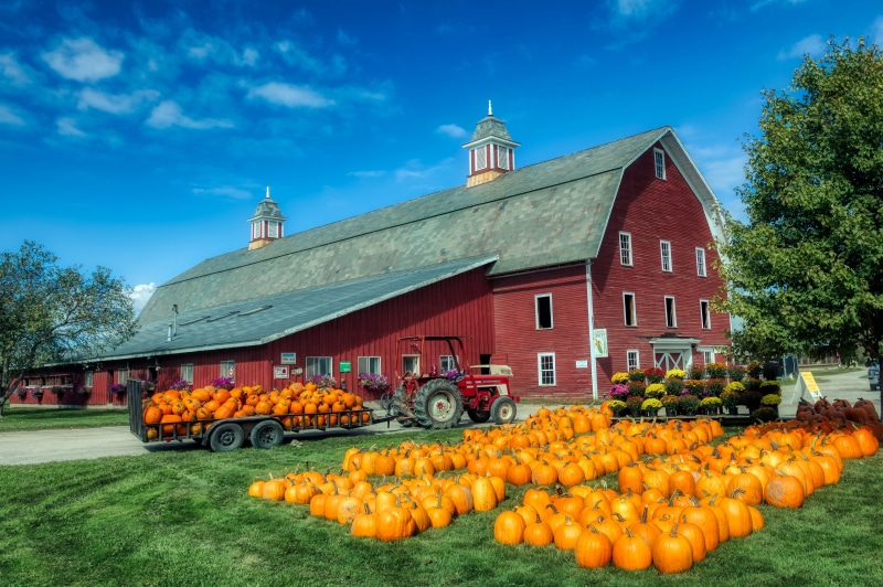 food, flower, day, sky, farm, agriculture, rural, wagon, belief, flowering plant, tractor, new england, outdoors, country, landscape, pumpkins, 4K, built structure