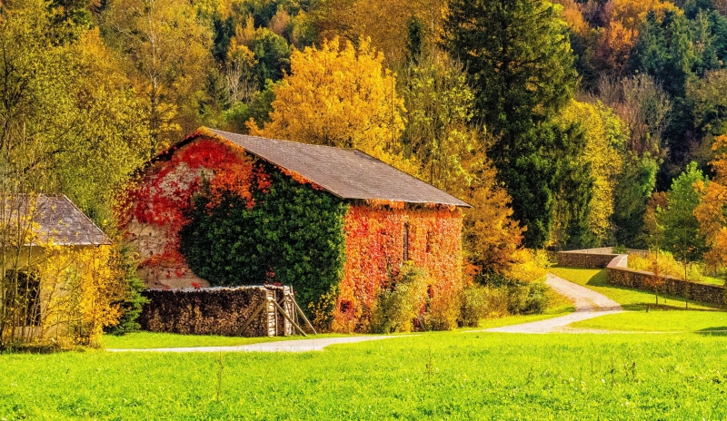 farm, trees, tranquility, 4K, architecture, old, retro Styled, house, forest, pasture, beauty In Nature, built Structure, brown, day, meadow, tranquil Scene