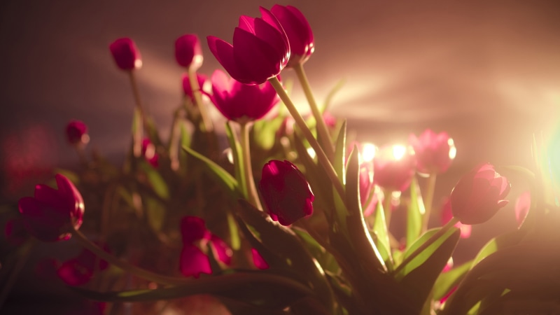 4K, Photography, Red, Backlit, Flowers, Tulip