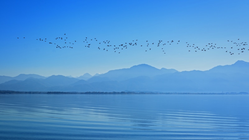 foresight, goose, abendstimmung, blue, animal wildlife, 4K, large Group Of Animals, landscape, mood, nature, distant, atmosphere, silhouette, group Of Animals