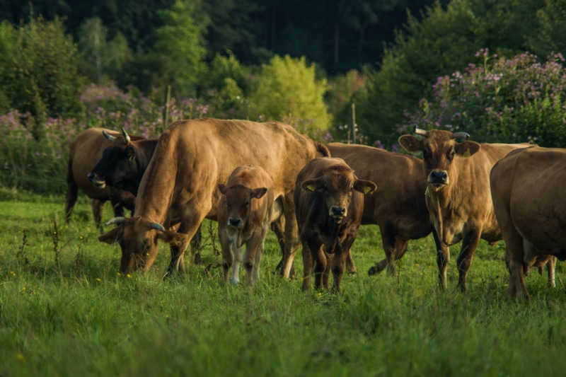 meadow, summer, cattle, vertebrate, group of animals, beef, ruminant, animal family, outdoors, herbivorous, alpine, animal themes, pasture, tree, landscape