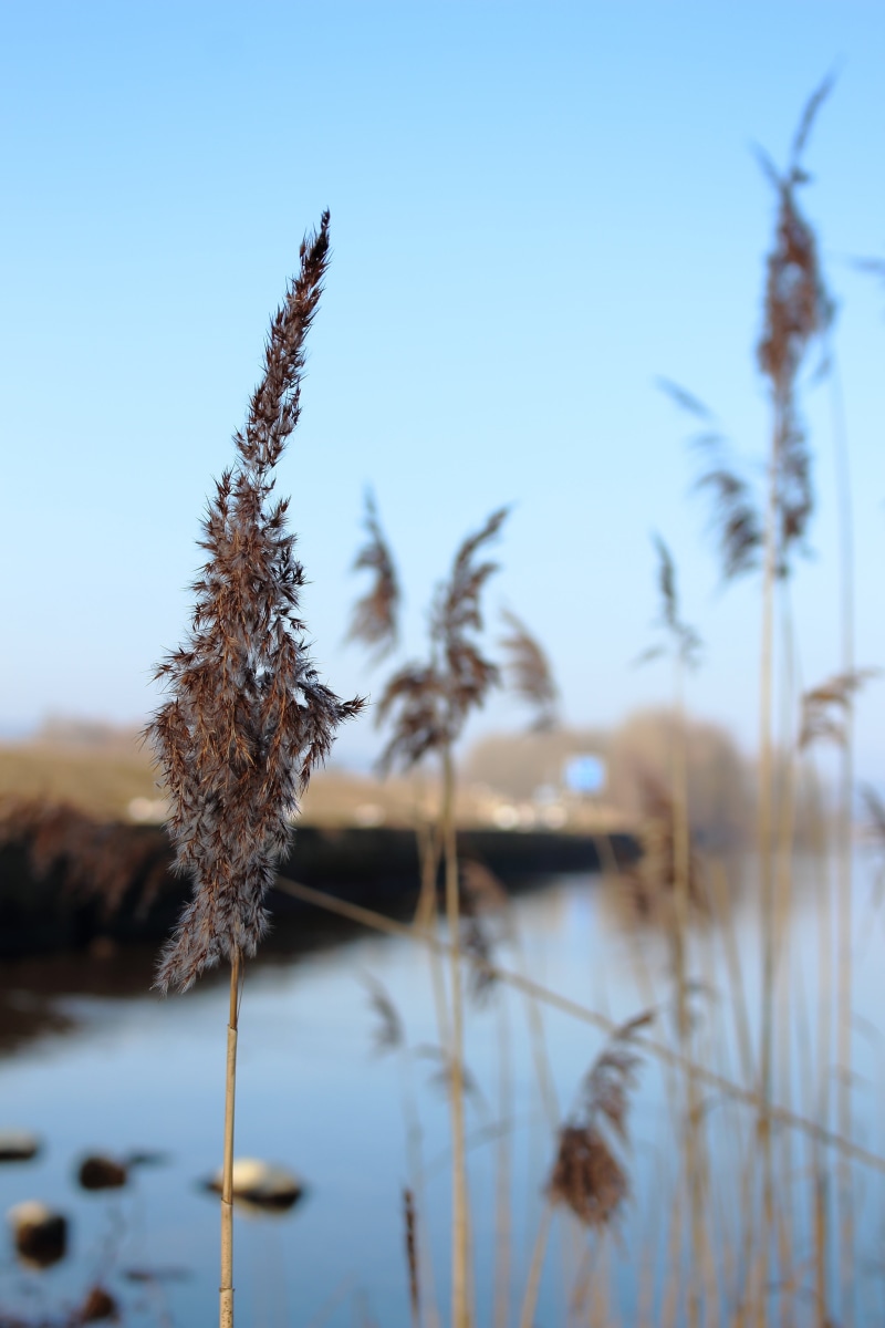 day, plant stem, tranquility, water, nature, no people, growth, cattail, reflection, chiemsee, stalk, focus on foreground, beauty in nature, sky, 5K, clear sky