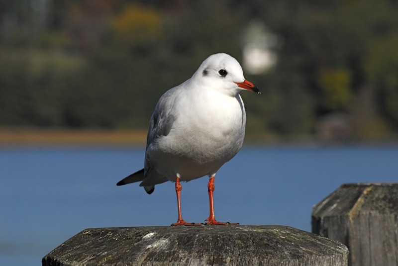 water bird, animals in the wild, wooden post, close-up, nature, animal world, vertebrate, seagull, standing, chiemsee, close, no people, outdoors, wall