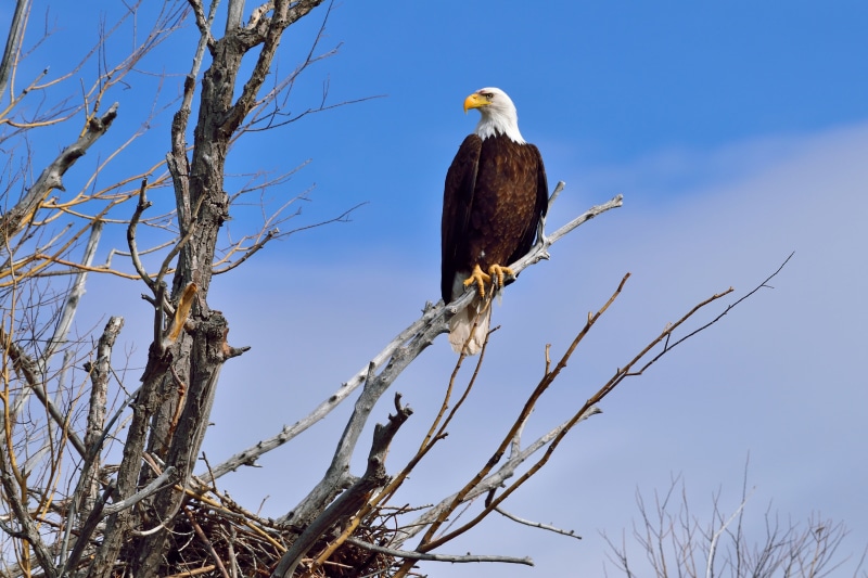 branch, animal themes, bald eagle, nature, animal wildlife, animal, 4K, beak, day, outdoors, animals in the wild, bald eagle 4k high resolution mac