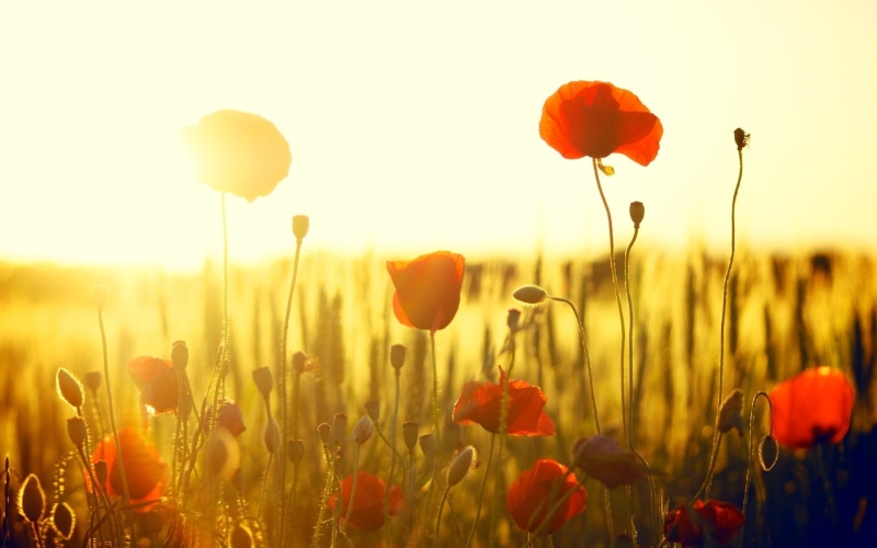 vulnerability, plant stem, HD, tulip, field, multi Colored, blue, vibrant Color, plant, fullscreen, growth, Mac, idyllic, sunset, 1080P, flower Head