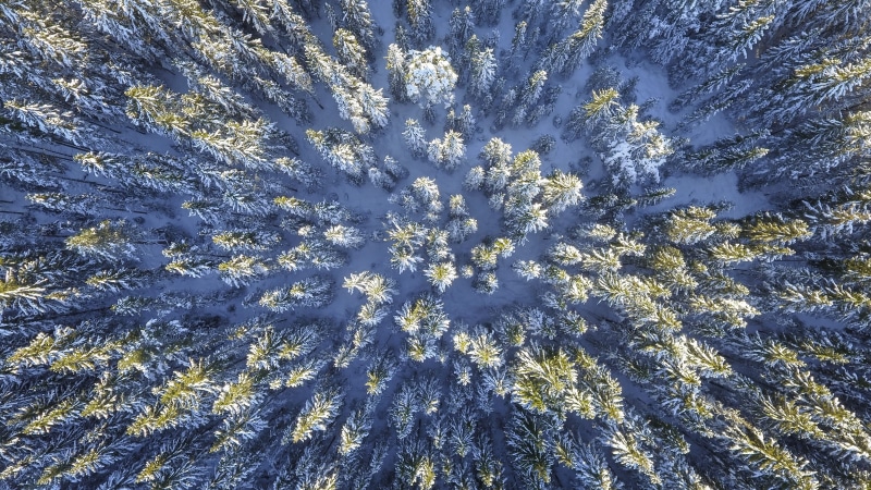 outdoors, forest, blue, green, tranquility, beauty in nature, plant, natural, land, cold, color, aerial, frozen, snow, flower, light, conifer, snowflake