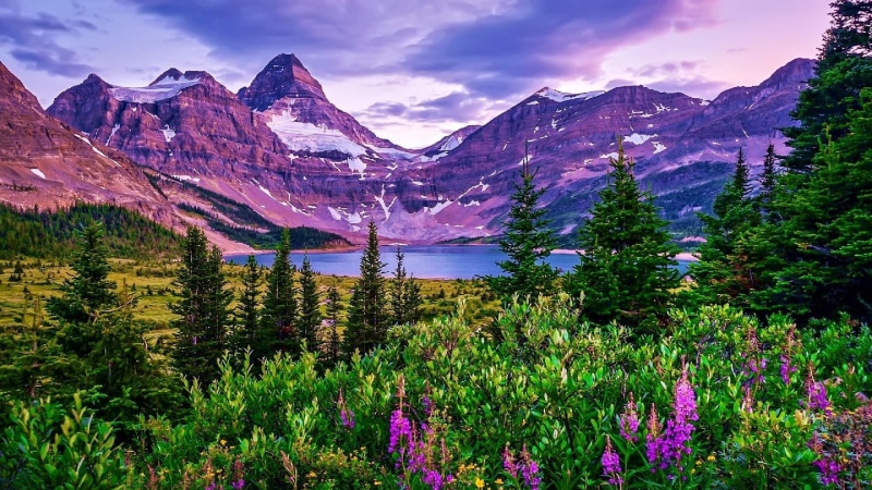 mountain lake, lake magog, pyramidal peak, wilderness, great divide, magog, mountain range, mt assiniboine, mountain, assiniboine mountain, 1080P, wildflower