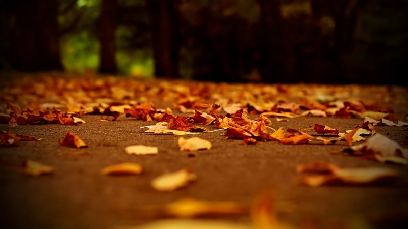 september, october, city, transportation, colors, dry, maple, 1080P, brown, forest, yellow, change, color Image, beauty In Nature, plant, season, street