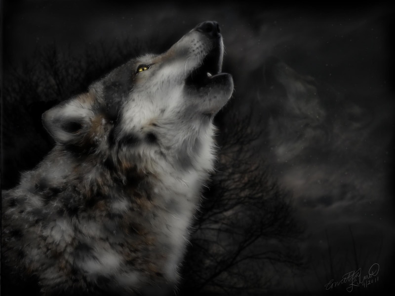 wallpa, pack, mythical, white, black, spirit, timber, s, midnight, insnow, 1080P, lone wolf, the pack, canis lupus, snow, cry