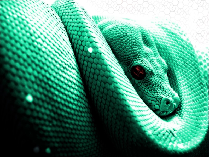 snake, python, animals, 720P