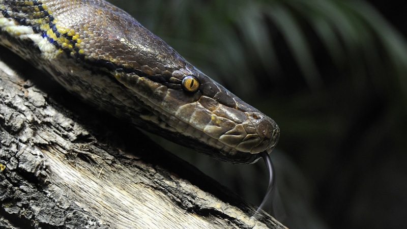 no people, python, day, eye, 1080P, focus on foreground, animal wildlife, nature, tree, one animal, reptiles, animal, outdoors, animal scale, vertebrate