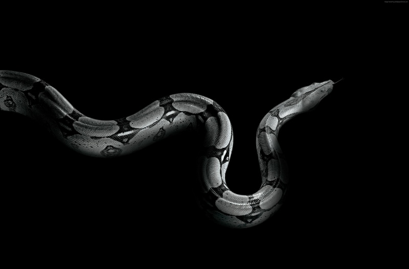 Python, vertebrate, animal body part, invertebrate, black background, animal wildlife, animal, still life, nature, metal, animal themes, cut out, snake