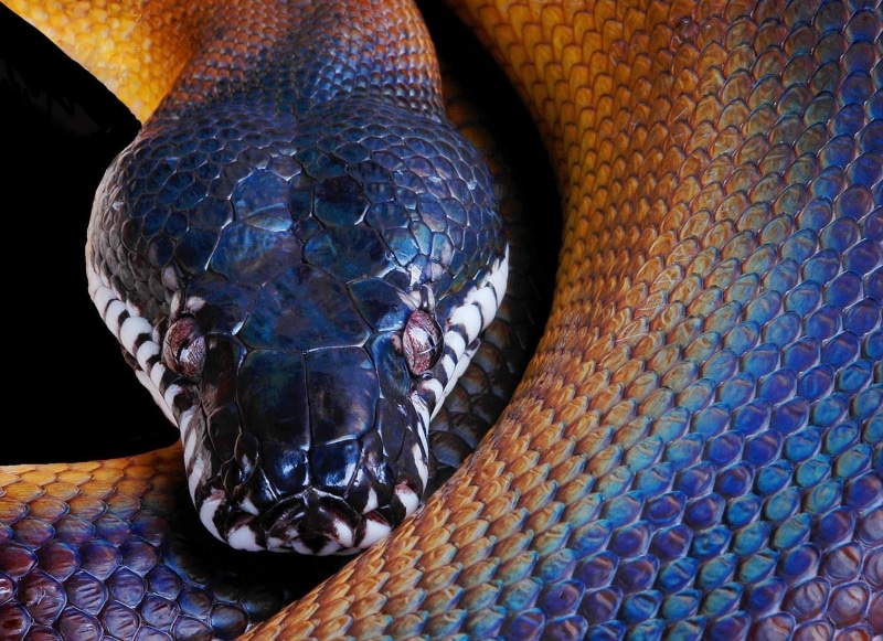 python, high angle view, backgrounds, blue, snakeskin, snake, close-up, spooky, sunlight, pattern, indoors, design, viper, creativity, animal Scale, head